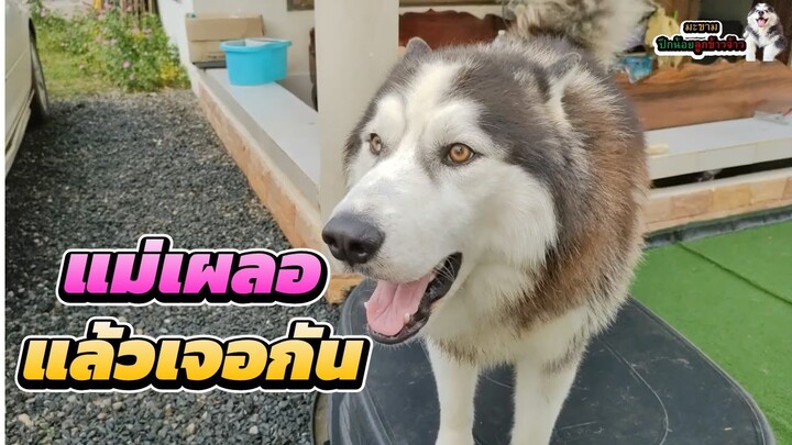 แม่เผลอแล้วเจอกัน (ข้างนอก) | มะขาม ปึกน้อย ลูกข้าวจ้าว EP. 322