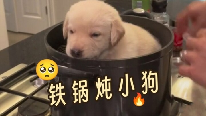 【So Cute!!!】Iron Pot Stewed Puppy
