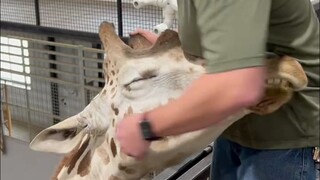 What is it like to set bones for animals?
