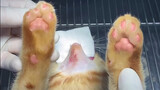 Perawatan Kebersihan Kucing oleh Dokter Hewan