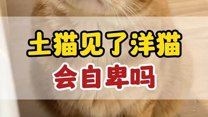 Is it only humans who feel insecure about their looks?