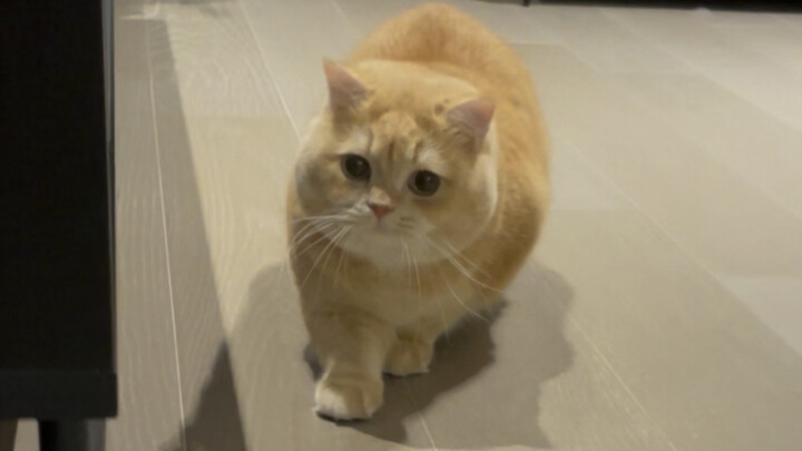 Aa! Membuat kucing kecil!