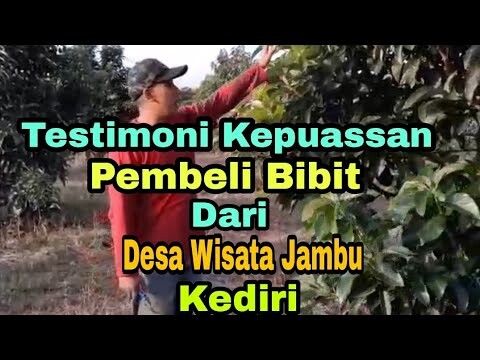 TESTIMONI KEPUASAN PEMBELI BIBIT dari Desa Wisata Jambu