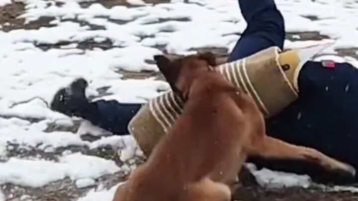 In the new year, search-and-rescue dog training is as fierce as a tiger.
