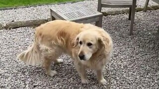 金毛嘴里叼着神秘物品回家，听主人的语气，应该是惯犯了...