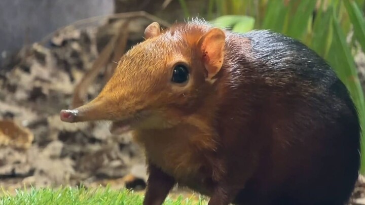 Giờ cân nặng của chú voi chuột nhỏ, trông nó thật hiền lành~