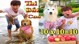 Dương KC | Gia Đình Gâu Đần #3 | chó thông minh đáng yêu | cute smart dog pet | Thú Cưng TV