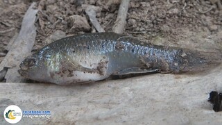 Nhử Đàn Cá "ÓC MÍT" Về Kho Tiêu | Hội Ngộ Miền Tây - Tập 353