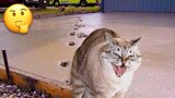 Funniest Cats ðŸ˜¹ - Don't try to hold back Laughter ðŸ˜‚ - Funny Cats Life