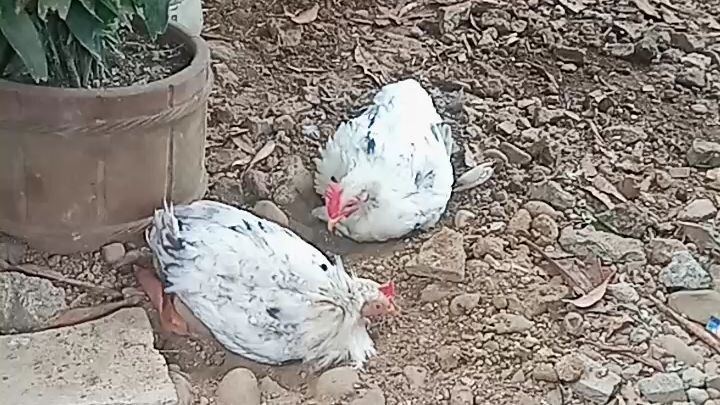 hatch sinibalang,3 months old