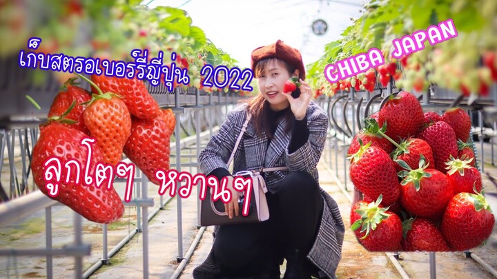 เก็บสตอเบอร์รี่🍓ญี่ปุ่น 2022 ลูกโตๆ หวานฉ่ำ kawatsura strawberry farm chiba Japan 🇯🇵