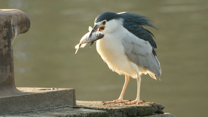 Night Herons Are Fierce Birds