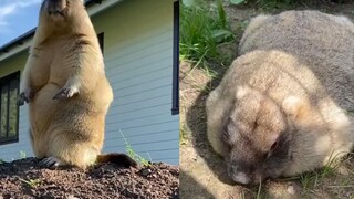 The groundhog, having so much fun, refused to go home and rolled around on the ground begging for a 