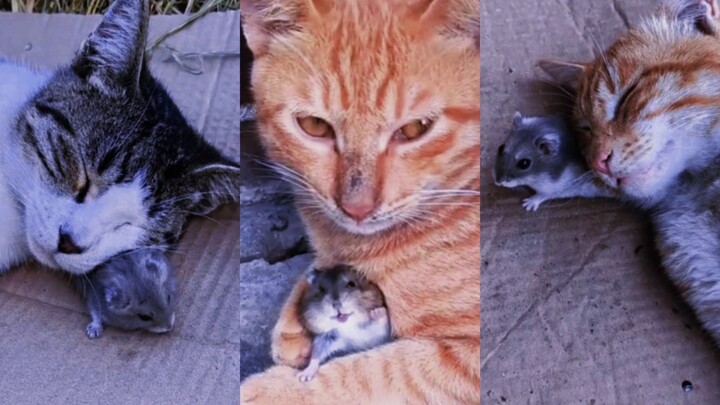 Kucing: Kabarkan pada tikus rumah!