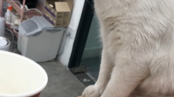 教猫咪喝水（真的很无聊）#猫咪#
