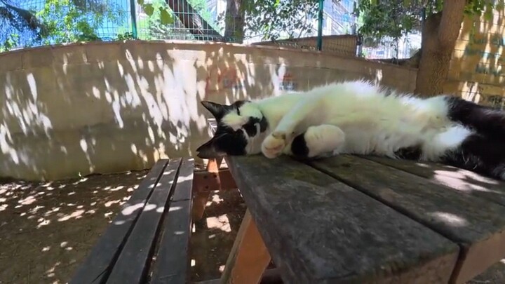 Sleepy Stray Cat Wakes Up and Does the Biggest Stretch! 🐱🥱