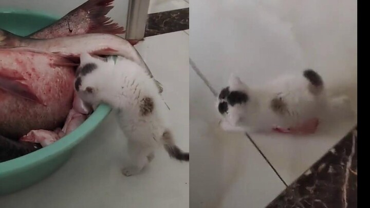 Hidung kecilku bahkan belum sebesar gelembung ikan