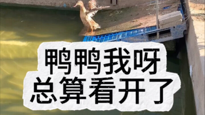 鸭鸭我呀，总算看开了