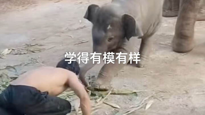 Xiang Bi Ga benar-benar kesal sekali 😂😂😂