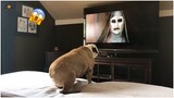 AWW SO FUNNY😂[Part-2] Super Dogs And Cats Reaction Videos🤣