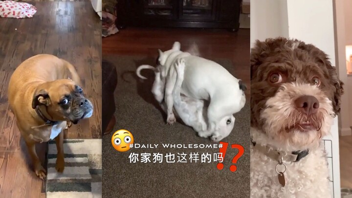 Does your dog act like this too???