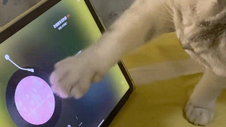 ลูกแมว: ฟังฉันนะเจ้าเหมียว