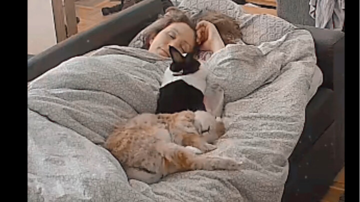 The Rabbit and Its Owner's Sweet Dream