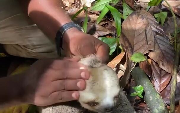 Little sloth gets its head stuck in a branch and can’t move — rescued by a passerby