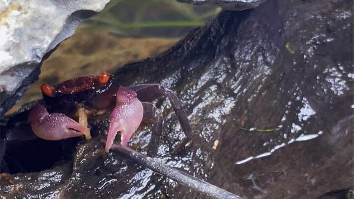 The Crabs' Machiavellian Schemes