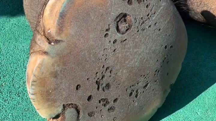 Chân của voi thực ra mềm ư?