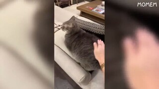 if you laugh 5 times, you lose