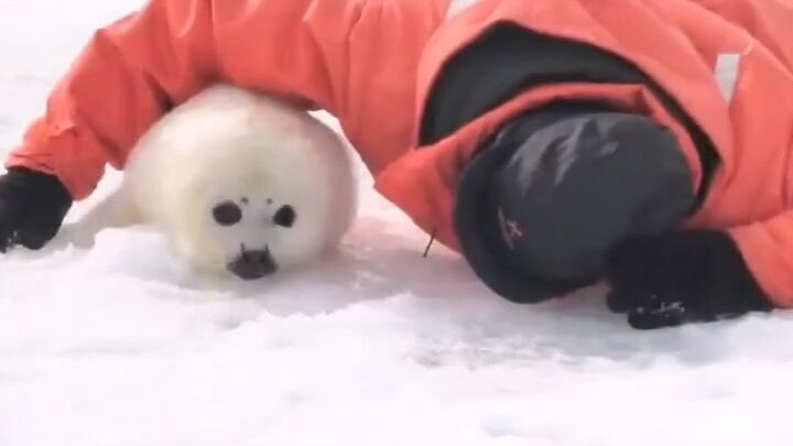 ลูกแมวน้ำขั้วโลกที่ยอมแพ้ตัวเองให้ใครจะรังแกก็ได้