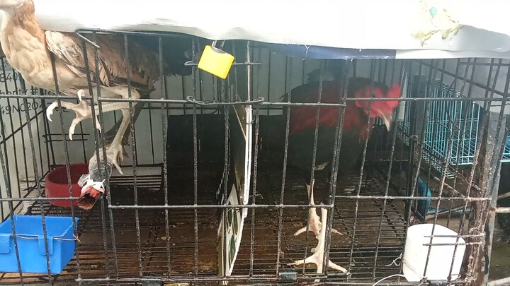 upgrade pobreng manok...secret line