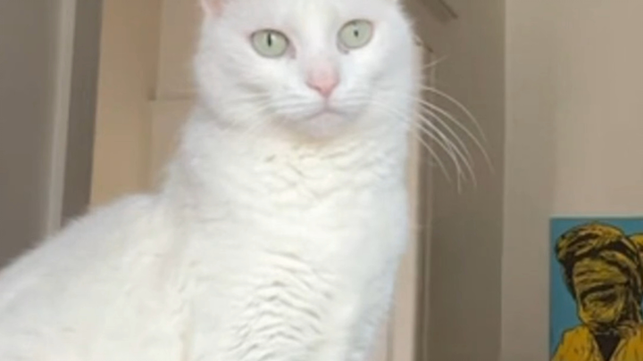 Cat: Dian Gong! You’re losing it again!