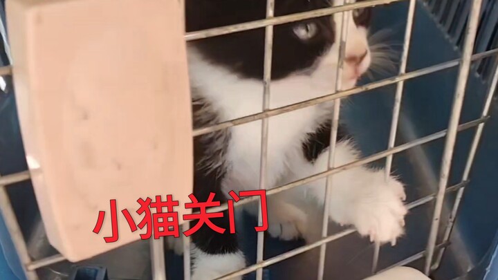 Ông chú đã dạy cho mèo con vài kỹ năng đơn giản