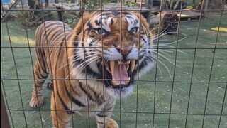 Saturday live with michael jamison & Tigers