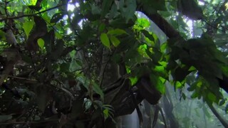 Động vật (Phần 2) EP 1 [Sub Việt]