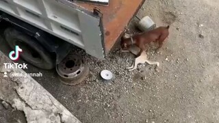 Funny Dog nakakaiyak sa huli