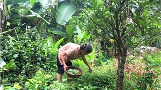 Mẹ làm món tôm rim nước mắm và rau ngải luộc đậm đà hương vị quê hương | Cơm Mẹ Nấu