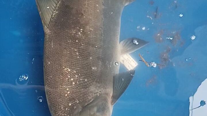 fish