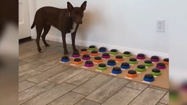 Dogs That Can "Talk"