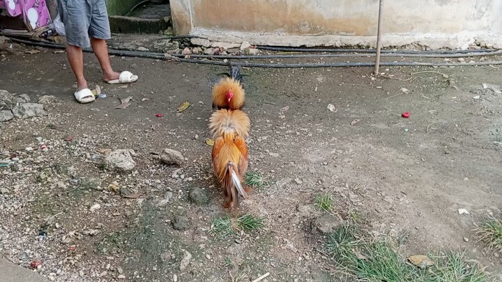 Kabyara Gold 2xwin vs Bulik dome Spar