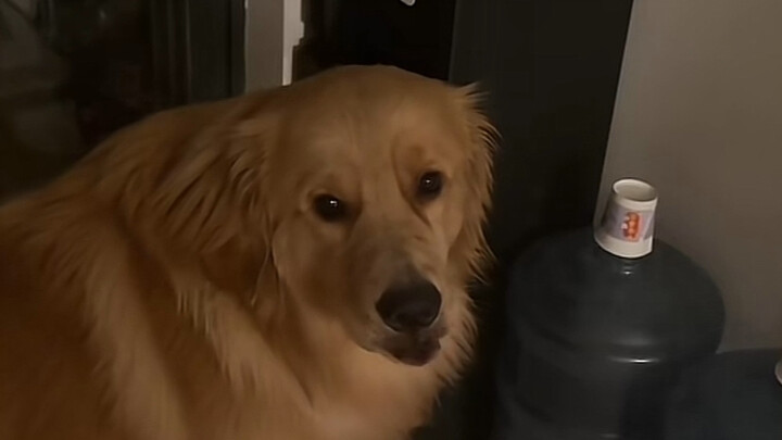 Dog: What’s up? You thirsty in the middle of the night too?