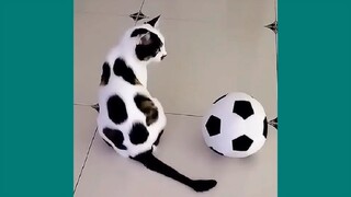 Funny Cats ✪ Cute and Baby Cats Video Compilation #3