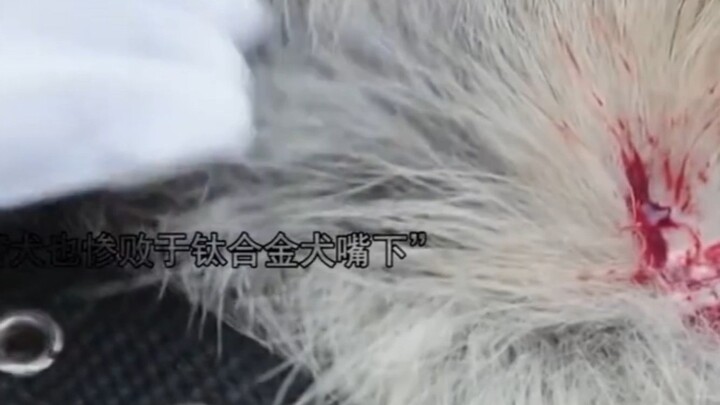 Young Man Fitted His Beloved Dog with Titanium Alloy “Fangs” — Even Police Dogs Can’t Match It!