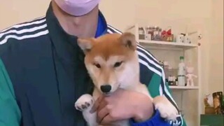 Shiba Inu berperilaku sangat baik, jika tidak percaya lihat ini.