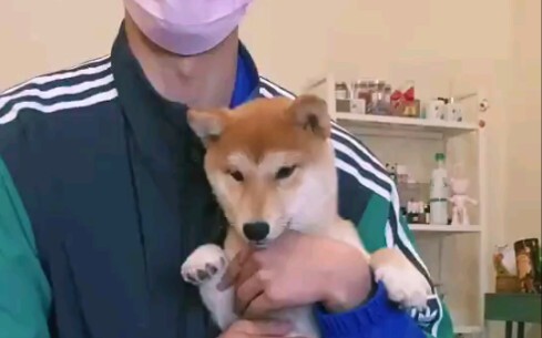 Shiba Inu are really well-behaved. If you don’t believe it, look at this.