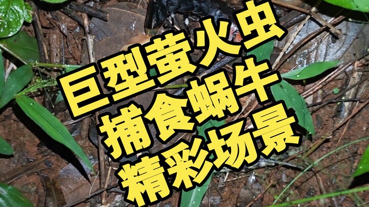 พบฉากล่าเหยื่ออันน่าตื่นตาตื่นใจ: หิ่งห้อยยักษ์ Nepalese Flat Glowworm กำลังล่าหอยทาก