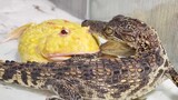 [Funny] Toad vs Alligator
