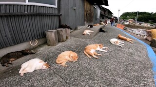 Animals|Cats Everywhere
